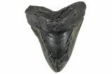 Bargain, Fossil Megalodon Tooth - Giant River Meg #325243-1